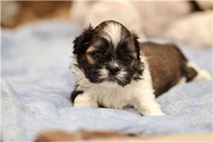 Lucas - Shih Tzu for sale