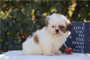 Noelle - puppy for sale