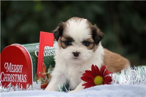Sugarplum - puppy for sale