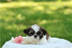 Lucy - Shih Tzu for sale