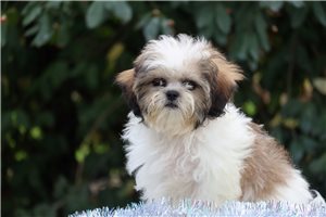 Levi - Shih Tzu for sale