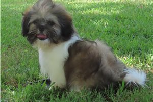 Lucas - Shih Tzu for sale