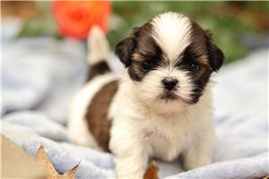 Lucy - puppy for sale