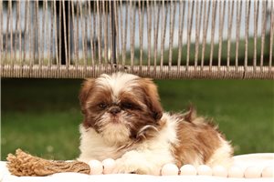 Luna - puppy for sale