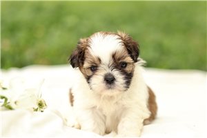 Danielle - Shih Tzu for sale