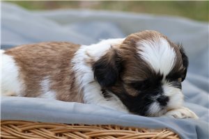 Sterling - puppy for sale