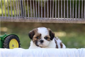 Sawyer - puppy for sale