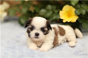 Lily - puppy for sale