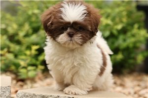 Maverick - Shih Tzu for sale