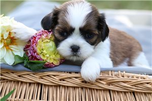 Star - puppy for sale