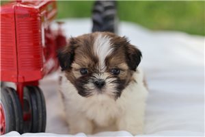 Drew - puppy for sale