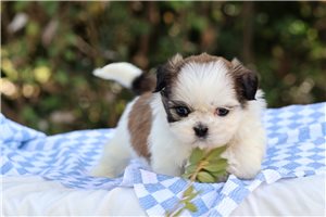 Trisha - Shih Tzu for sale