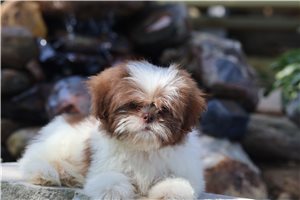 Maverick - Shih Tzu for sale