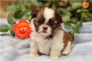 Luna - puppy for sale