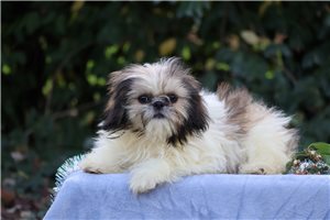 Layla - Shih Tzu for sale