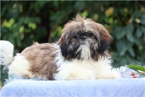 Luna - Shih Tzu for sale