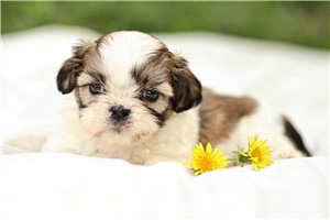 Daria - puppy for sale