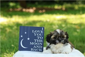 Lucas - Shih Tzu for sale