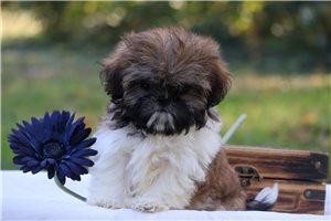 Sugar - puppy for sale