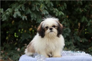 Sullivan - Shih Tzu for sale