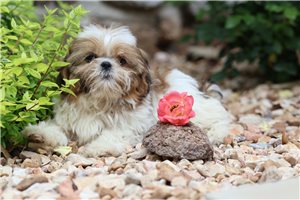 Delaney - Shih Tzu for sale