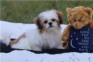 Archer - Shih Tzu for sale