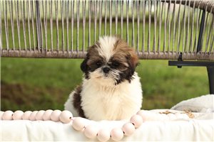Lucy - Shih Tzu for sale