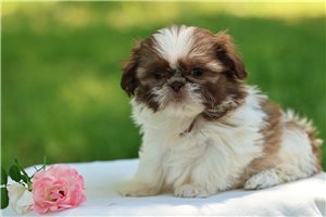 Luna - Shih Tzu for sale