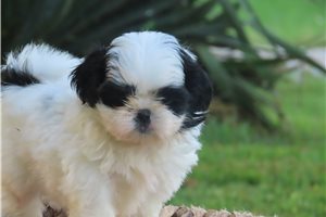 Maxwell - Shih Tzu for sale