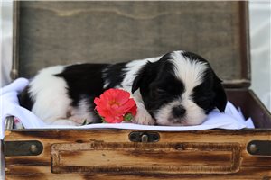 Miranda - Shih Tzu for sale