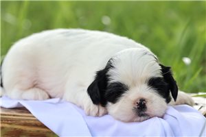Maxwell - puppy for sale