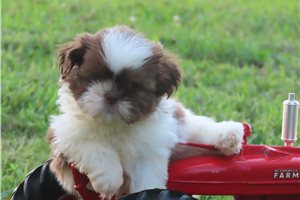 Maverick - Shih Tzu for sale