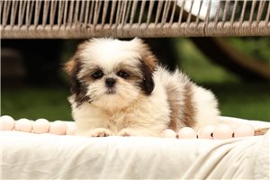 Lily - puppy for sale