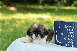Liam - Shih Tzu for sale