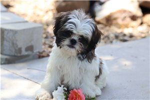 Molly - Shih Tzu for sale