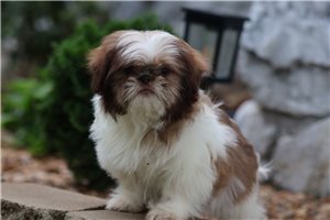 Luna - Shih Tzu for sale