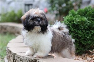 Lucas - Shih Tzu for sale