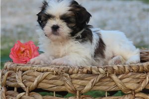 Molly - Shih Tzu for sale