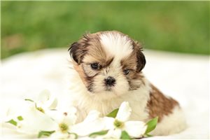 Delaney - Shih Tzu for sale