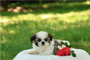 Lily - Shih Tzu for sale