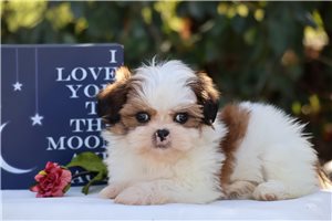 Snowbell - puppy for sale