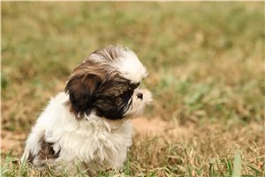 Molly - Shih Tzu for sale