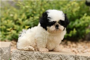 Maxwell - Shih Tzu for sale