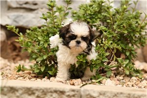 Molly - Shih Tzu for sale