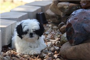 Maxwell - Shih Tzu for sale