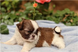 Luna - puppy for sale