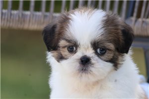 Sooner - puppy for sale