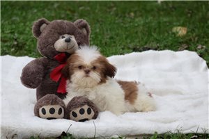 Lucas - puppy for sale