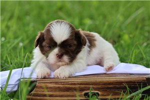 Maverick - puppy for sale
