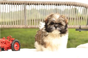 Lucas - Shih Tzu for sale